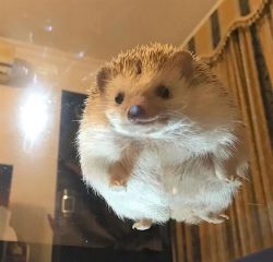 Hedgehog For Good Homes