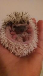 Baby hedgehogs to loving home