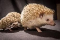 Baby hedgehogs raised In are home
