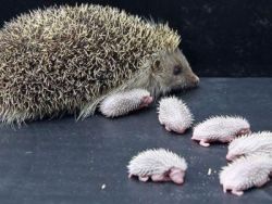 hedgehogs available
