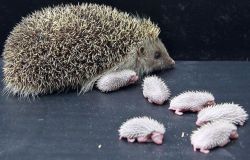 BABY HEDGEHOGS FOR SALE