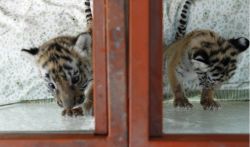 e have very healthy and gorgeous tiger, PONDA cubs and cheetah cubs fo