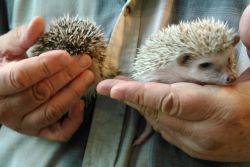Young male and female hedgehogs