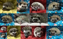 Hedgehog babys Held Daily