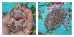 Available hedgehog babies-USDA Licensed