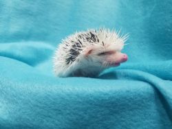 Friendly and healthy hedgehog babies and cages Text xxx-xxx-xxxx