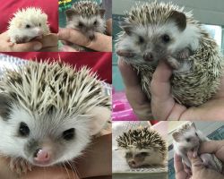 Hedgehog babys Usda Health guaranteed and more