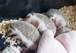 African Pygmy Hedgehogs for sale : xxx-xxx-xxxx