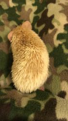 Hedgehogs for sale!