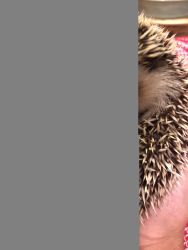 Hedgehogs available!