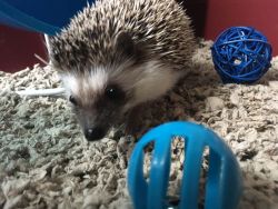 10 Month Old Hedgehog!