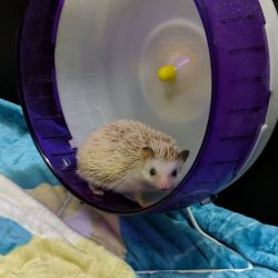 3 yr old hedgehog and supplies