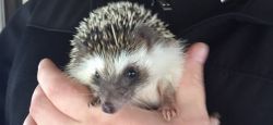 Female Hedgehog Looking for a new home