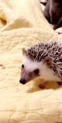Hedgehog for sale!!
