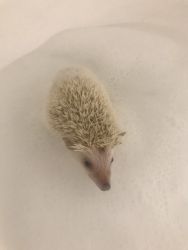 Hedgehog free to good home