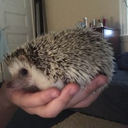 Hedgehog 10 months old