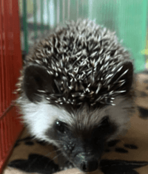 Cute Hand Raised Hedgehogs