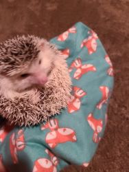 Cute hedgies looking for loving home