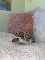 Year old hedgehog comes with everything you need!