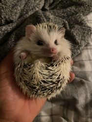 7 month old African Pygmy Hedgehog