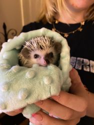 Hedgehog for sale!
