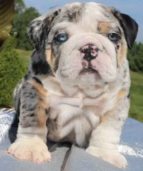 Hermes Bulldogge puppy