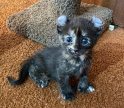 1 highland lynx kittens available
