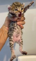 3 highland lynx kittens available