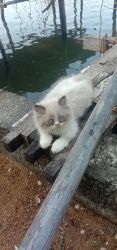 2 months old kittens for sale