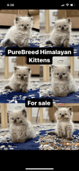 Purebred Himalayan kittens