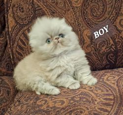 Beautifull cute fllully male kitten born oct 4 registered
