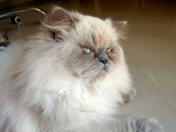 Want to sell my 10 month male Himalayan cat