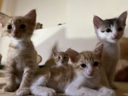 Cute 2 months old kittens looking for their forever home