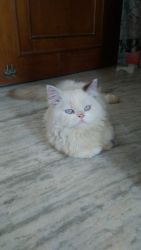 Himalayan Persian cat for sale (Male)