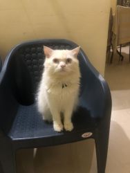 Male Himalayan Persian for sale all vaccinations done with deworming