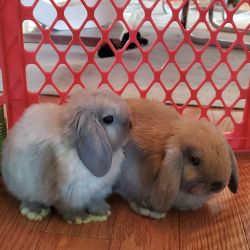 ONLY 3 LEFT! Holland Lop 9 weeks old looking forever home!