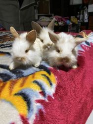 Cute 7week old bunnies (Orange County )