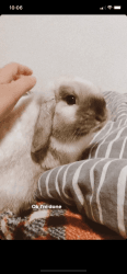 Year old holland lop bunny for sale