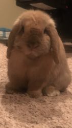 Holland Lop For Sale