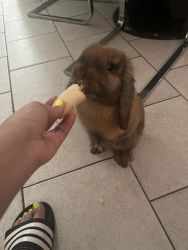 Caramel my bunny