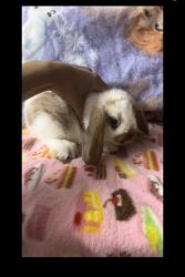 BABY HOLLAND LOP DWARF BUNNY RABBITS *Litter Trained*