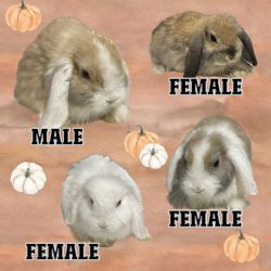 Pure Holland lop bunnies