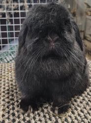 Our rabbits are ARBA and 4-H show competitive Holland Lop Rabbits