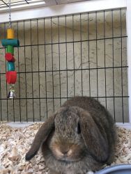 Holland Lop bunny/rabbit