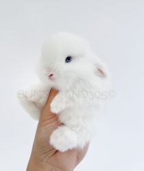 Holland Lop for sale In Fort Lauderdale