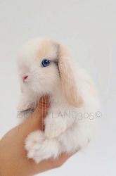 Holland Lop For Sale In West Palm Beach