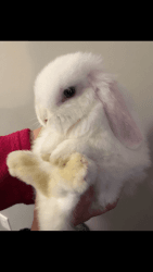 13 week old Holland Lop for sale