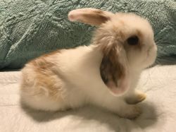 Holland Lop Bunnies- 2 Does