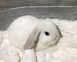 Holland Lop Pedigree 8wk Old Bunnies Available Now