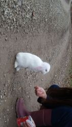 Holland lops for sale!!